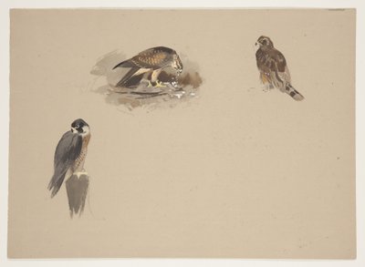 Tre piccole vignette di falco pellegrino e altri 2 rapaci, c.1915 da Archibald Thorburn