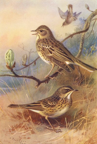 Prispolone, Prispolone dei prati da Archibald Thorburn