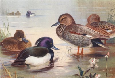 Moretta (maschio e femmina), Canapiglia (maschio e femmina) da Archibald Thorburn
