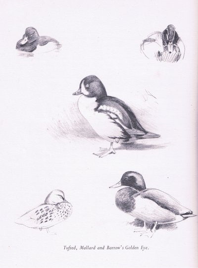 Anatre ciuffate, germani reali, occhi dorati di Barrow da Archibald Thorburn