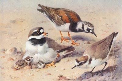 Voltapietre (estate), Corriere grosso, Corriere di Kent da Archibald Thorburn