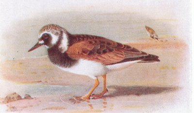Voltapietre, da Uccelli delle isole britanniche e le loro uova pubblicato da Frederick Warne & Co Ltd, 1958 da Archibald Thorburn