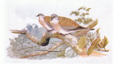 Tortora, da Birds of the British Isles and Their Eggs pubblicato da Frederick Warne & Co Ltd, 1958 da Archibald Thorburn