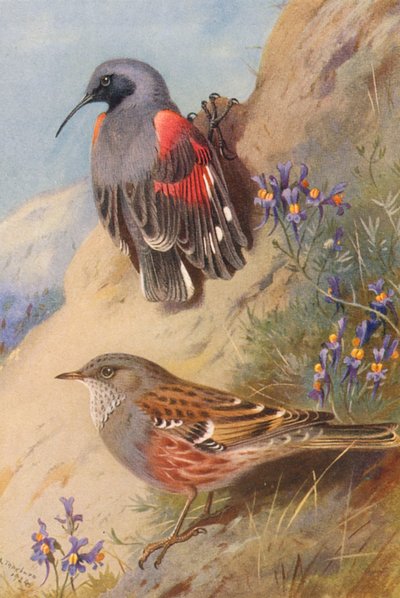 Rampichino Muraiolo, Passero Solitario da Archibald Thorburn