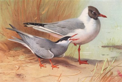 Sterna Mustacchiata, Gabbiano Testa Nera (estate) da Archibald Thorburn
