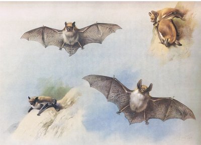 Pipistrello baffuto e Pipistrello di Bechstein, da Mammiferi di Thorburn pubblicato da Longmans and Co, c. 1920 da Archibald Thorburn