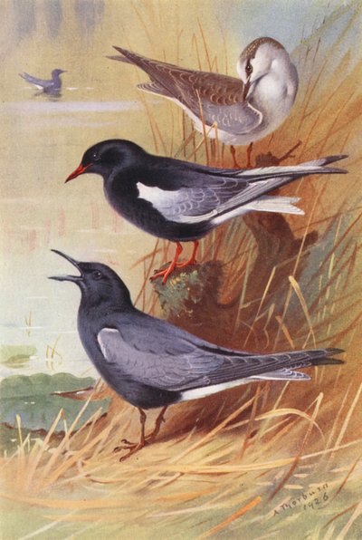 Sterna nera dalle ali bianche (adulta e giovane), Sterna nera da Archibald Thorburn