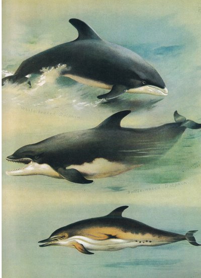 Delfino dal becco bianco, delfino dal naso a bottiglia e delfino comune, da Mammiferi di Thorburn pubblicato da Longmans e Co, c. 1920 da Archibald Thorburn