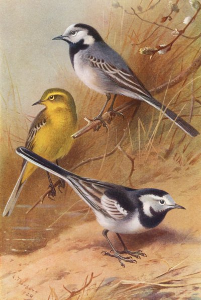 Ballerina bianca, Ballerina gialla, Ballerina nera da Archibald Thorburn