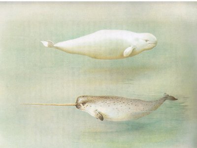Balena bianca e narvalo, da Mammiferi di Thorburn pubblicato da Longmans and Co, c. 1920 da Archibald Thorburn