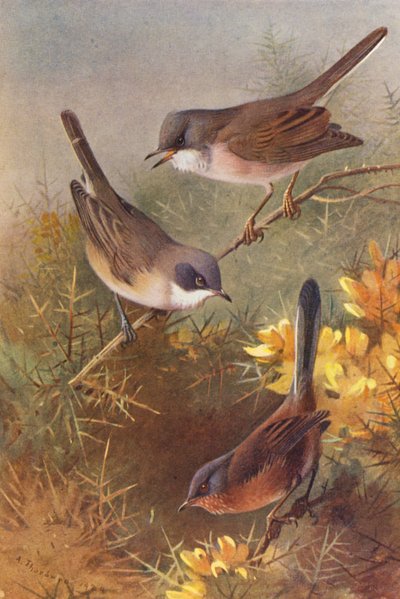 Sterpazzola, Sterpazzola Minore, Sterpazzolina da Archibald Thorburn