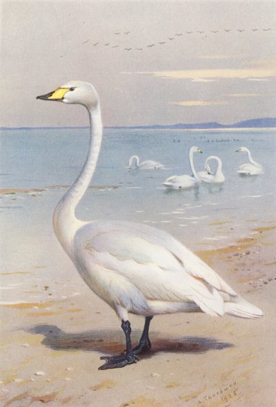 Cigno selvatico da Archibald Thorburn