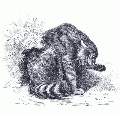 Gatto selvatico, da Mammiferi di Thorburn pubblicato da Longmans e Co, c. 1920 da Archibald Thorburn