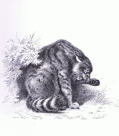 Gatto selvatico, pub. da Book Club Associates da Archibald Thorburn