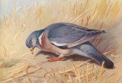 Piccione Selvatico da Archibald Thorburn