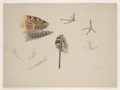 Becco, piedi e ala di beccaccia, c.1915 da Archibald Thorburn