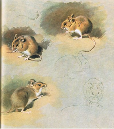 Topo selvatico, pub. da Book Club Associates, 1972 da Archibald Thorburn