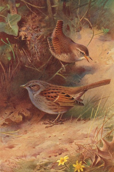 Scricciolo, Passera Scopaiola da Archibald Thorburn