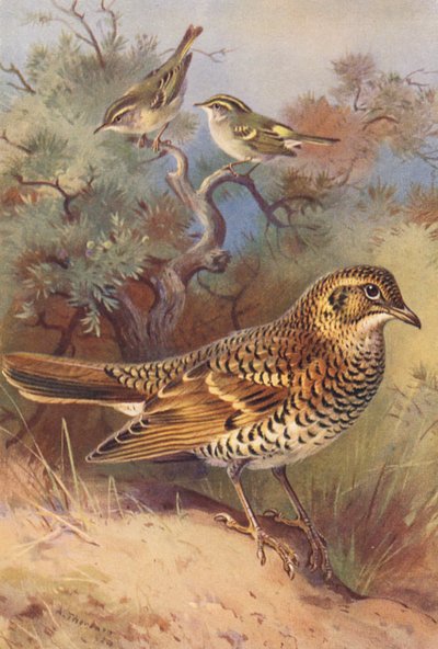 Luì forestiero, Luì di Pallas, Tordo di White da Archibald Thorburn