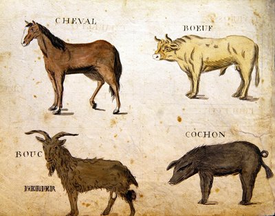 Illustrazioni da 
