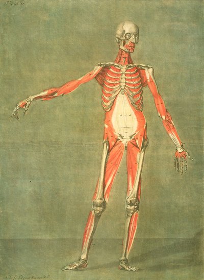 Sistema muscolare profondo della parte anteriore del corpo, tavola 5 da un corso completo di anatomia con testo di Jadelot, inciso dall