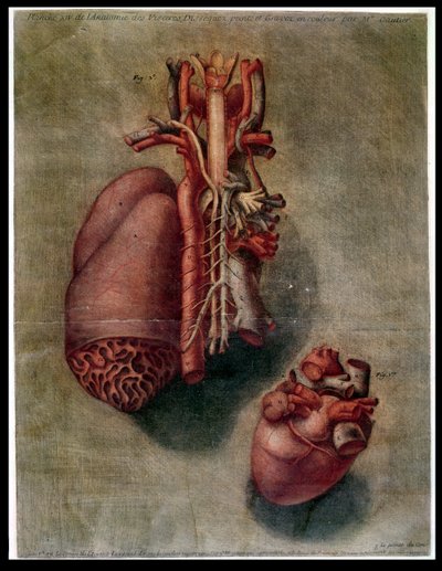 Il cuore, tavola da 
