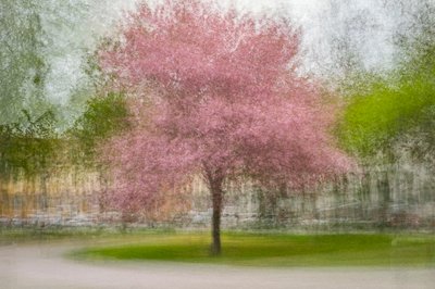 Albero primaverile rosa sfocato da Arne Östlund