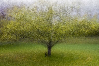 Albero verde da sogno da Arne Östlund