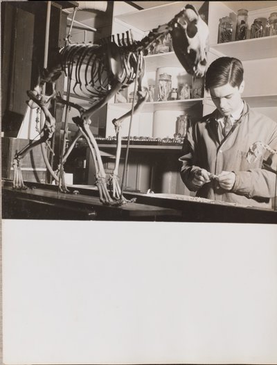 [Giovane uomo in piedi accanto a uno scheletro di animale] da Arnold Eagle