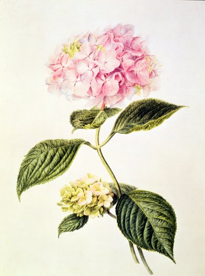 PD.64-1975 Hydrangea hortensia da Arnoldus Bloemers