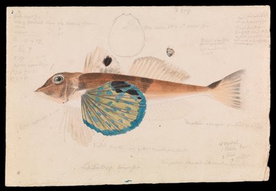 Pesce Farfalla, Lepidotrigla vanessa da Arthur Bartholomew