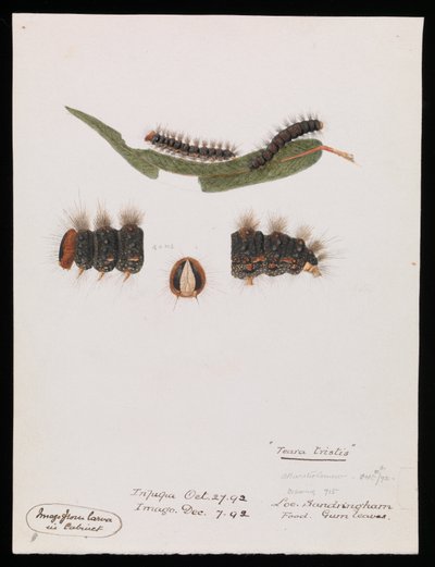 Bruco, Epicoma contristis, Teara tristis da Arthur Bartholomew