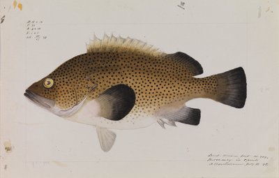 Wirra orientale, Acanthistius ocellatus da Arthur Bartholomew