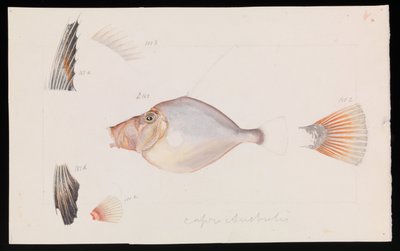 Dory d
