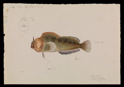 Blennio della Tasmania, Parablennius tasmanianus da Arthur Bartholomew
