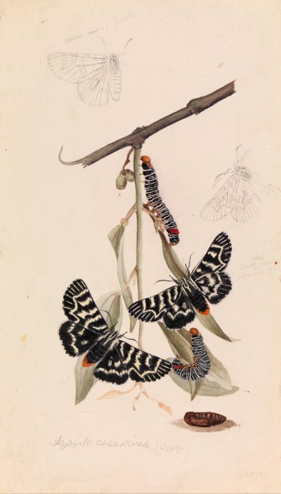 Falena della Vite, Comocrus behri da Arthur Bartholomew