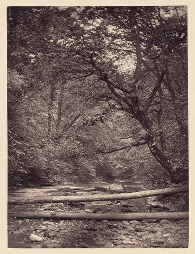 [Alberi caduti nella foresta] da Arthur Brown
