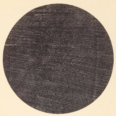 Microfotografia di Sezione Trasversale di Legno Salisburia da Arthur Durham
