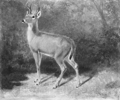 Schizzo di cervo dalla natura da Arthur Fitzwilliam Tait
