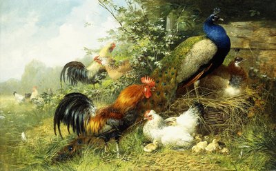 Polli e pavoni, 1899 da Arthur Fitzwilliam Tait