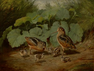 Beccaccia e Giovani da Arthur Fitzwilliam Tait