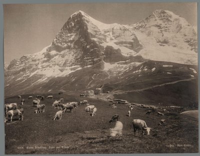 Mucche sulla Kleine Scheidegg nell