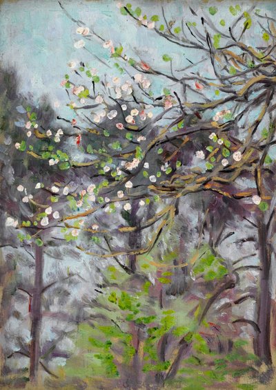 Ciliegio in fiore con pini sullo sfondo da Arthur Haythorne Studd