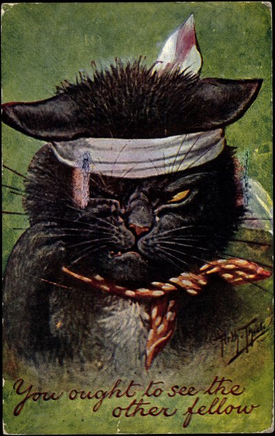 Gatto, dovresti vedere l