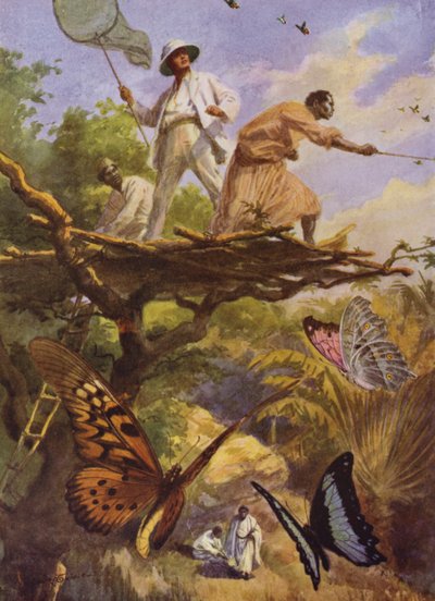 Belle Farfalle: Catturando Urania Rhipheus in Madagascar da Arthur Twidle