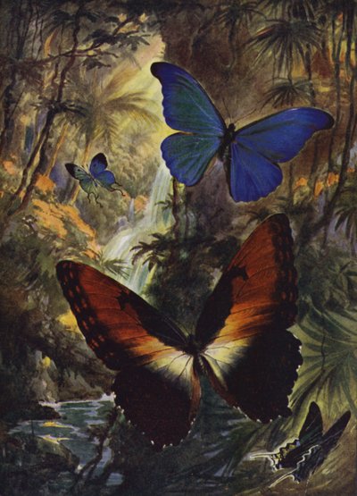 Belle farfalle: i due morphos più belli (litografia a colori) da Arthur Twidle