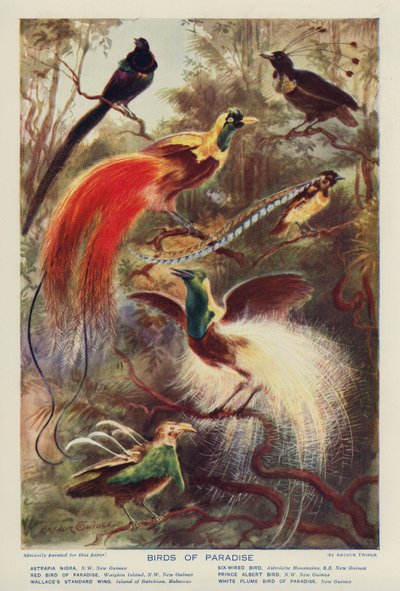 Uccelli del Paradiso da Arthur Twidle