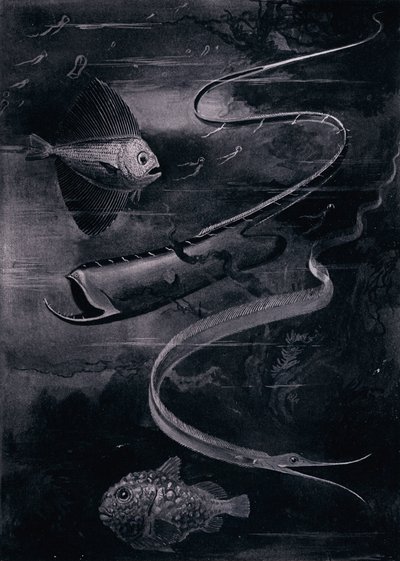 Pesci di profondità (litografia) da Arthur Twidle