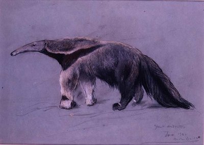 Grande Formichiere da Arthur Wardle