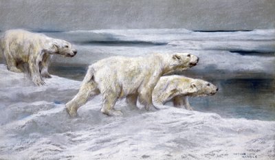 Orsi polari da Arthur Wardle